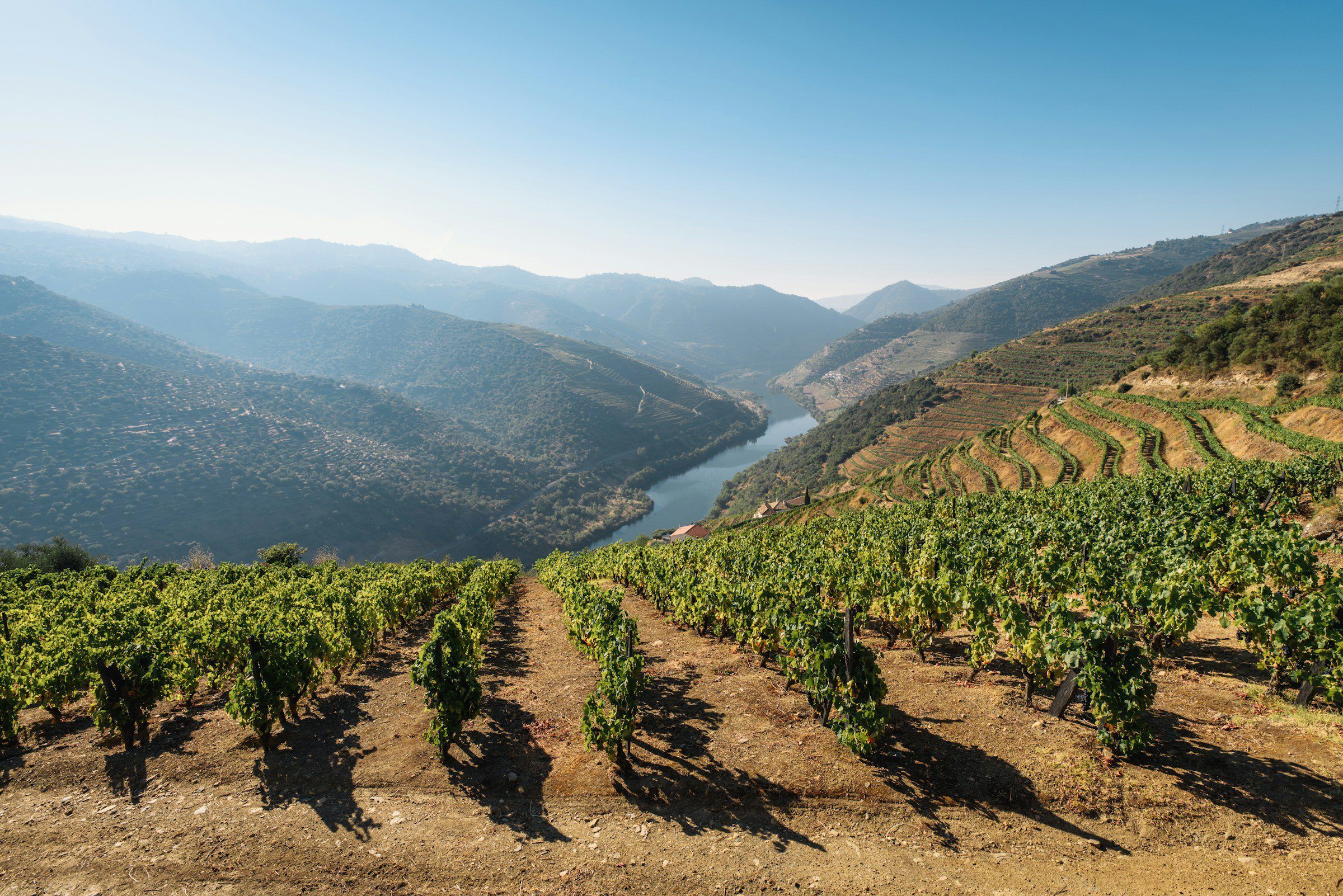 Rows of vines above a bend in the Douro river, with terraced hills fading into the distance